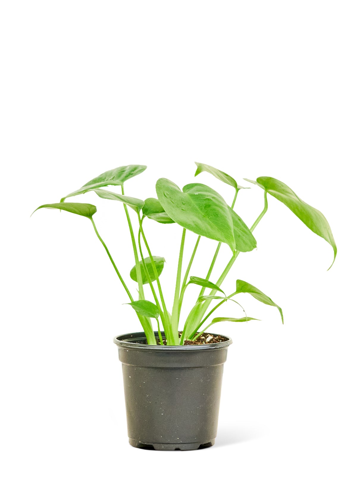 Monstera Swiss Cheese Plant, Small 4" Pot