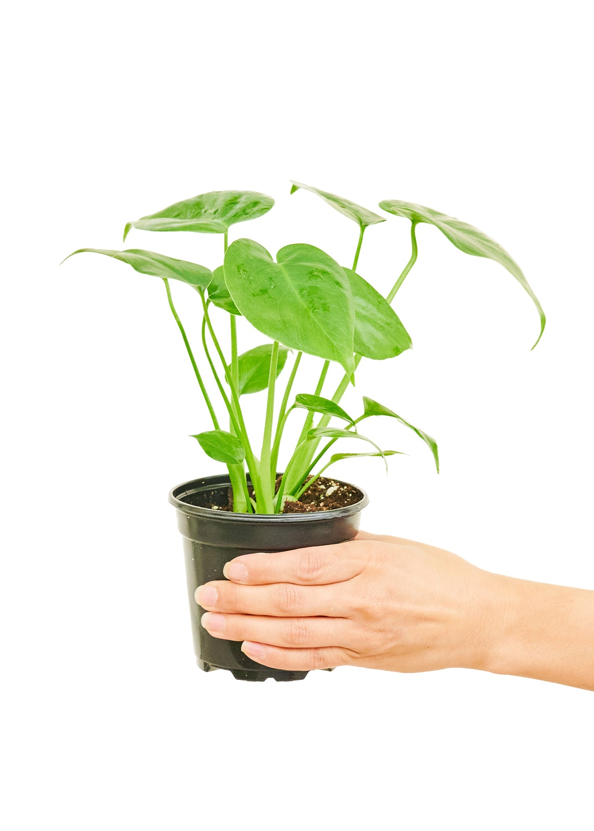 Monstera Swiss Cheese Plant, Small 4" Pot