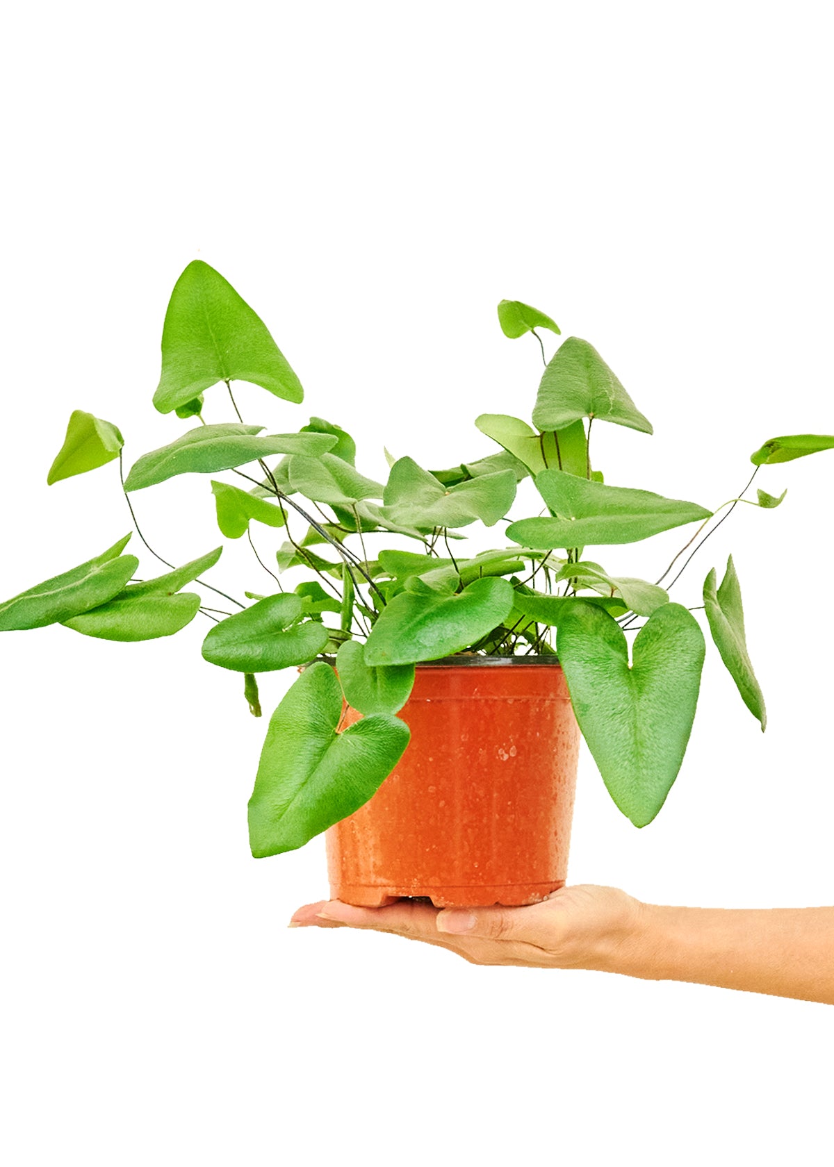 Heartleaf Fern, Medium 6" Pot