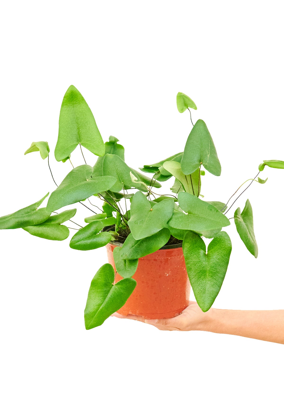 Heartleaf Fern, Medium 6" Pot