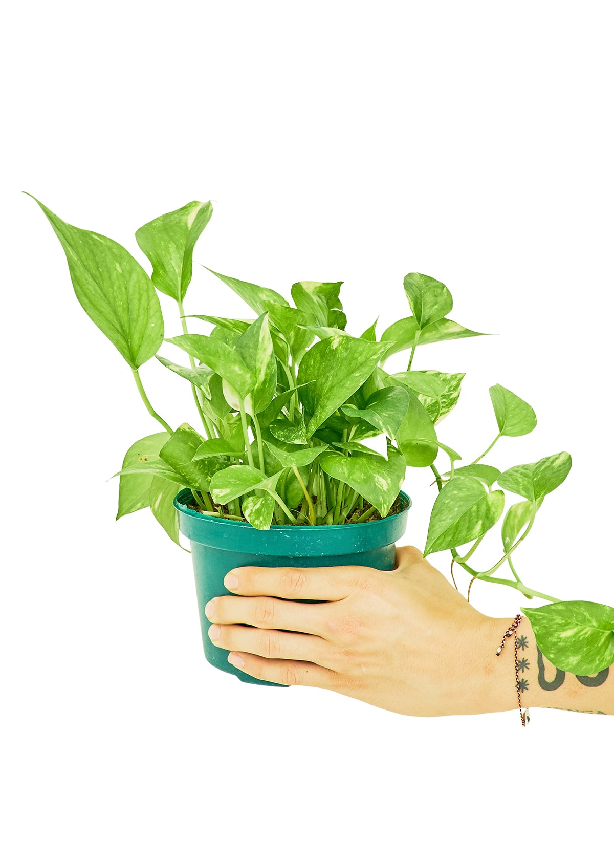 Golden Pothos, Medium 6" Pot