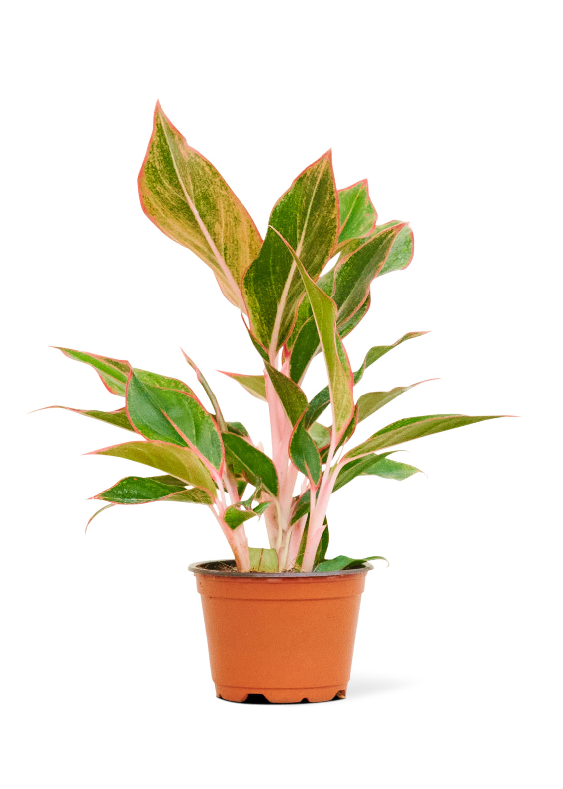 Red Chinese Evergreen, Small 4" Pot