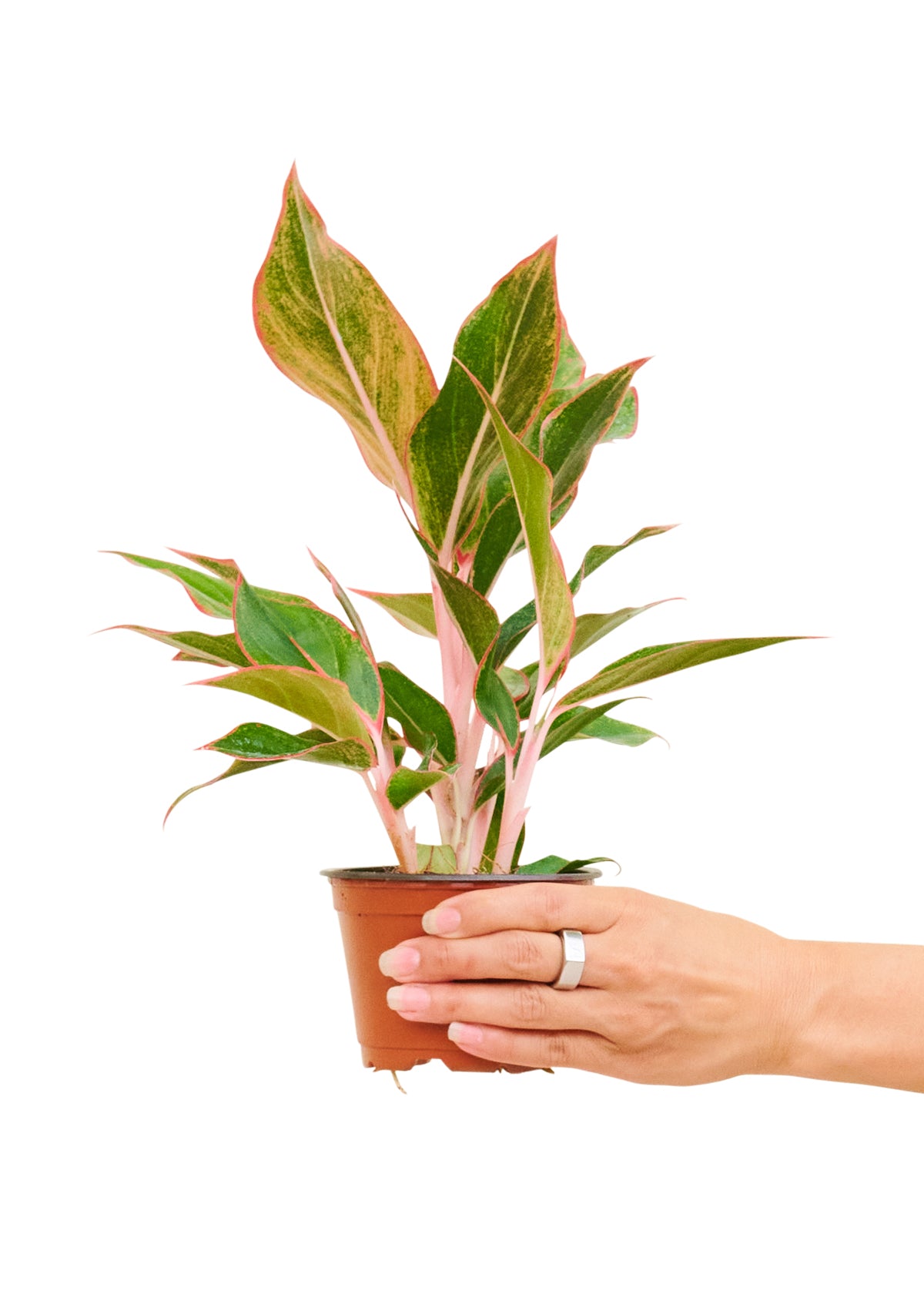 Red Chinese Evergreen, Small 4" Pot