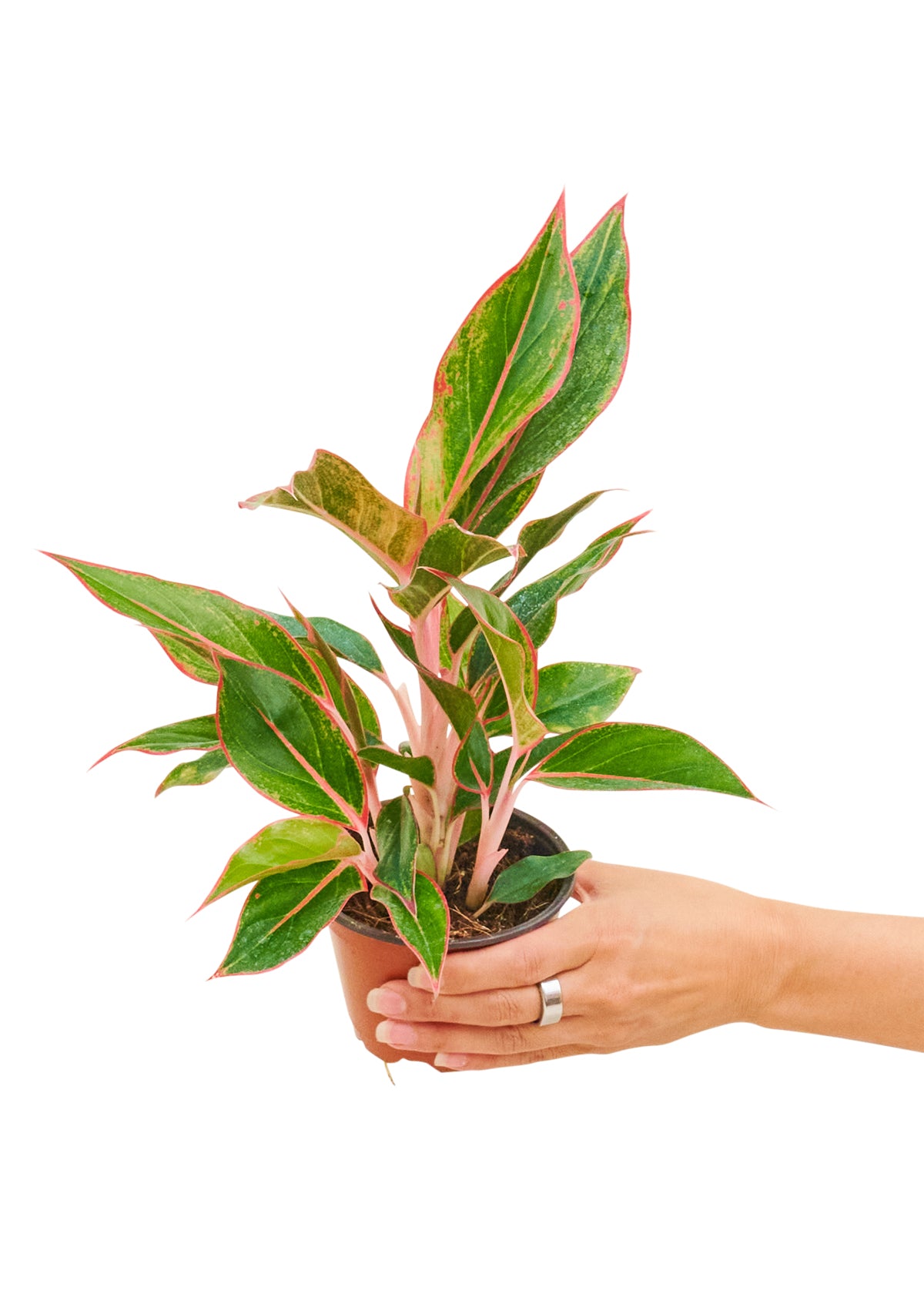 Red Chinese Evergreen, Small 4" Pot