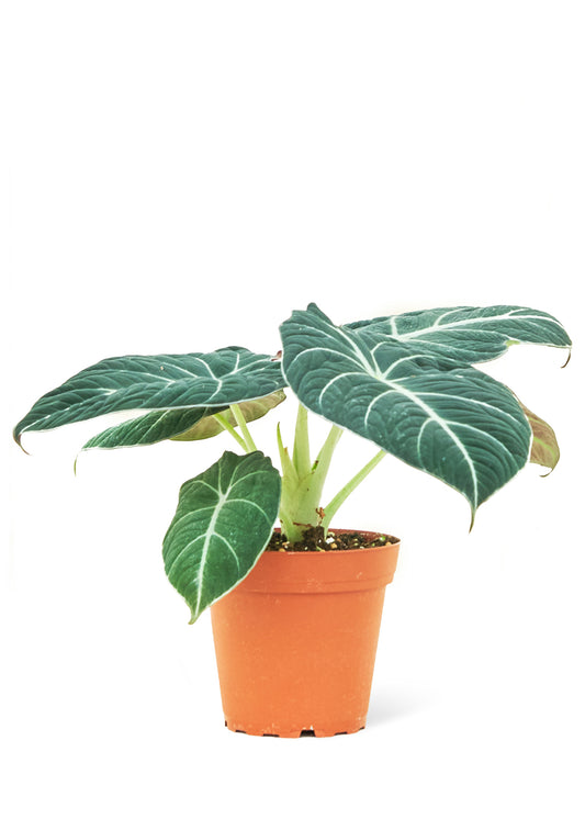 Alocasia 'Black Velvet', Small 4" Pot