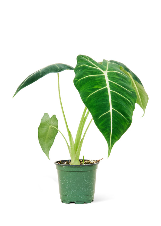 Alocasia 'Frydek', Small 4" Pot