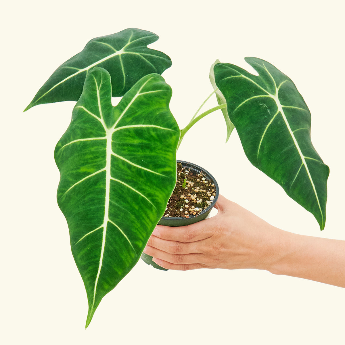 Alocasia 'Frydek', Small 4" Pot