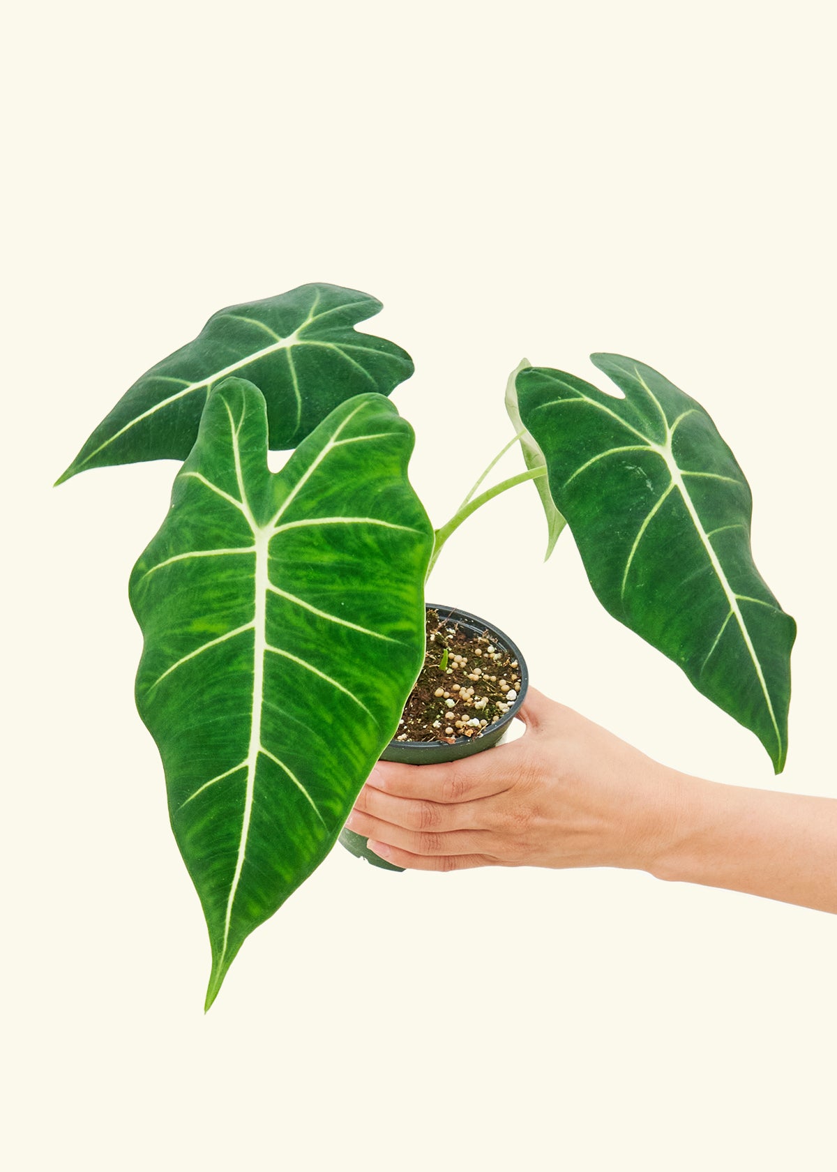 Alocasia 'Frydek', Small 4" Pot