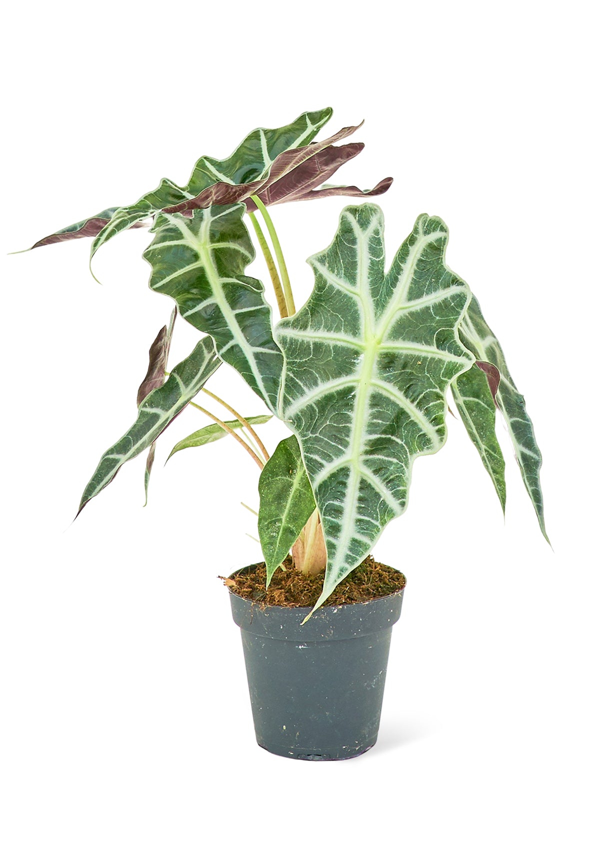 Alocasia 'Polly', Small 4" Pot