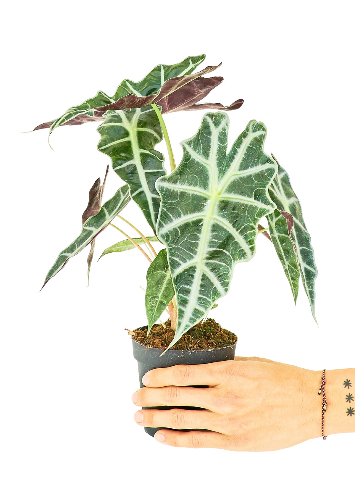 Alocasia 'Polly', Small 4" Pot