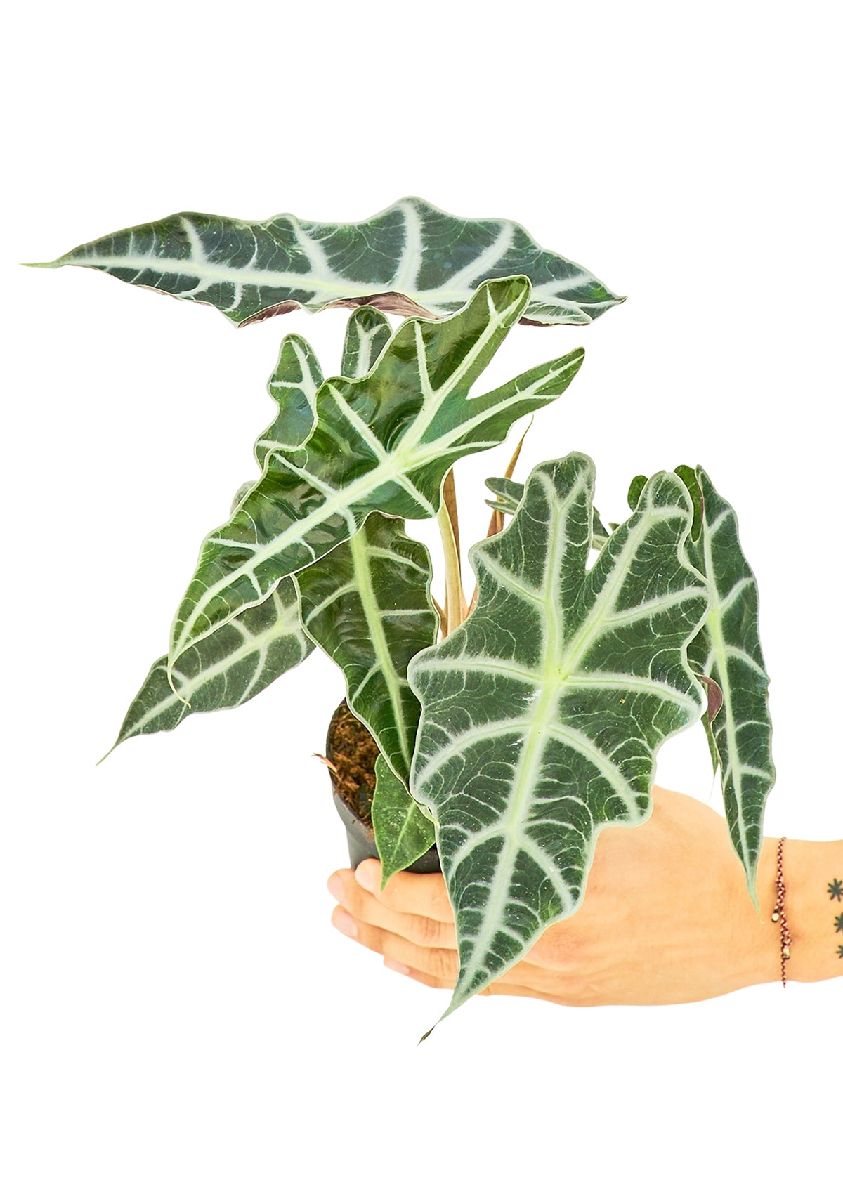 Alocasia 'Polly', Small 4" Pot