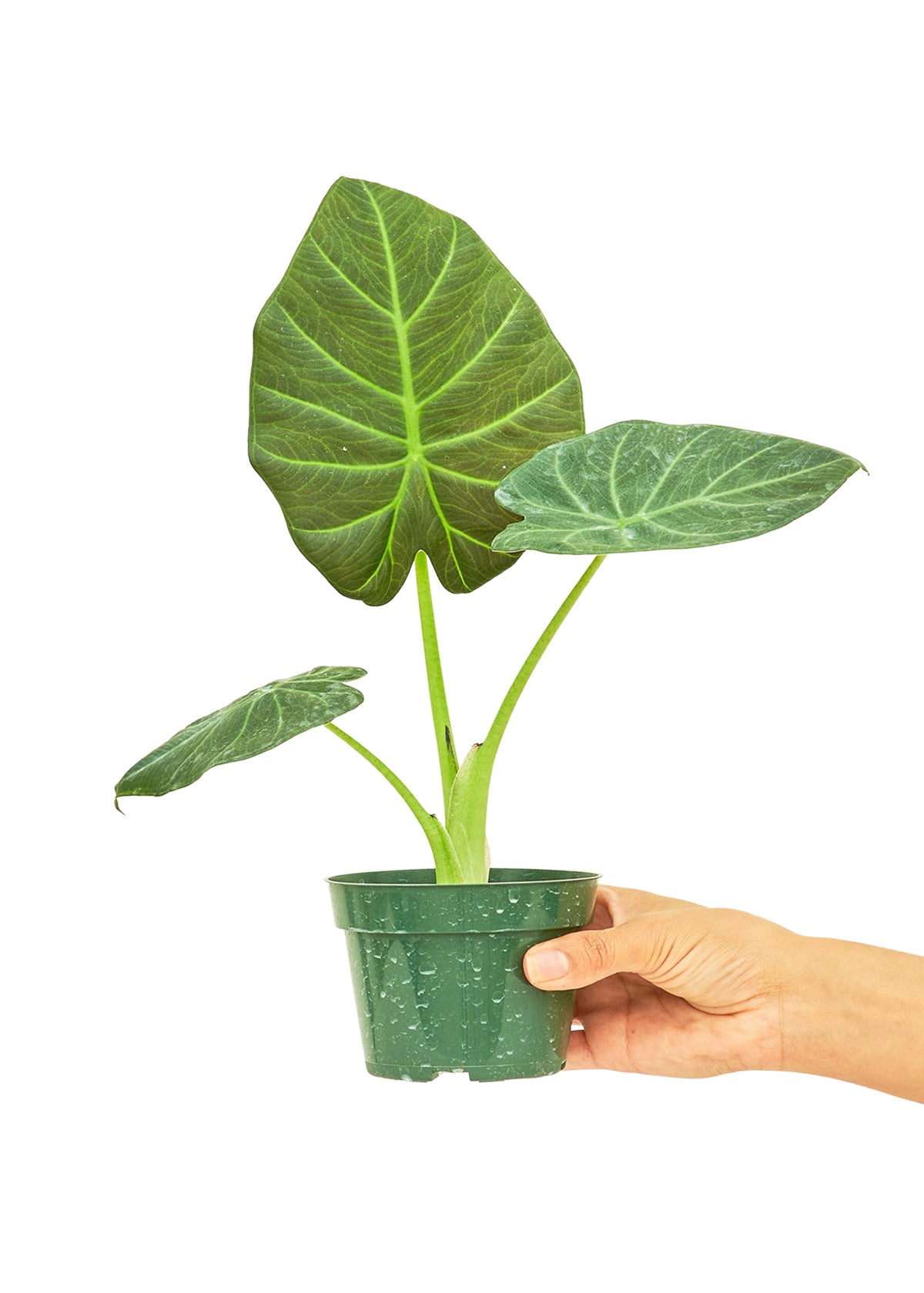 Alocasia 'Regal Shields', Small 4" Pot