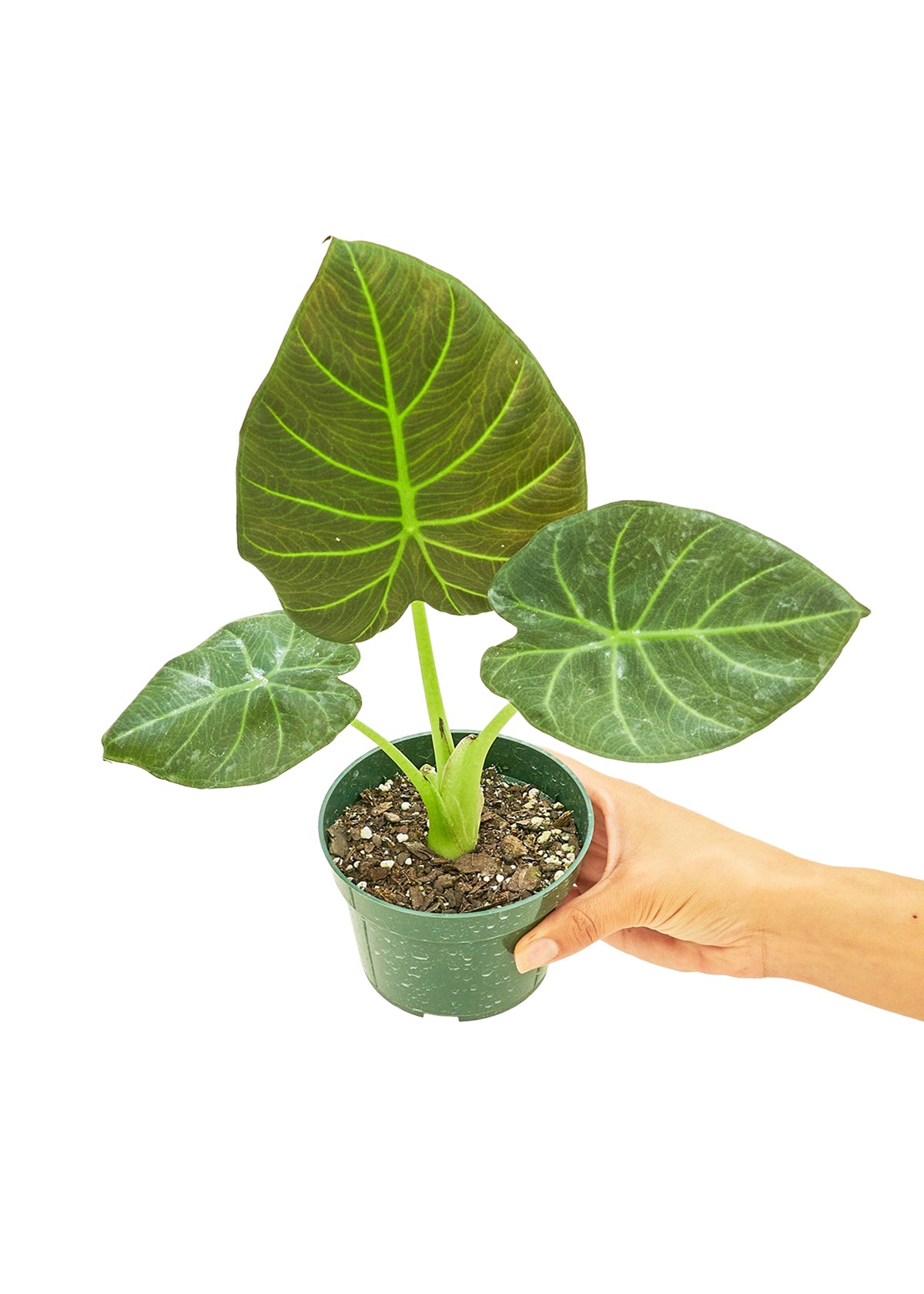 Alocasia 'Regal Shields', Small 4" Pot