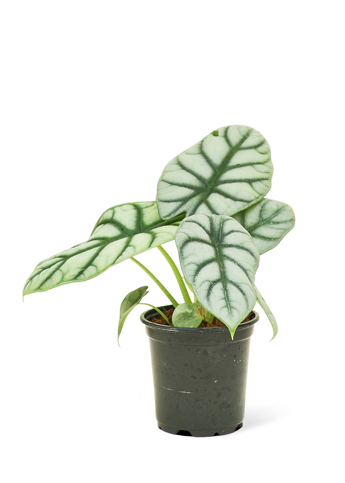 Alocasia 'Silver Dragon', Small 4" Pot