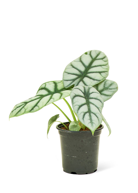 Alocasia 'Silver Dragon', Small 4" Pot