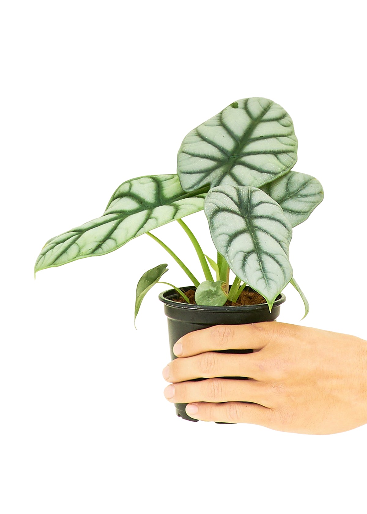 Alocasia 'Silver Dragon', Small 4" Pot