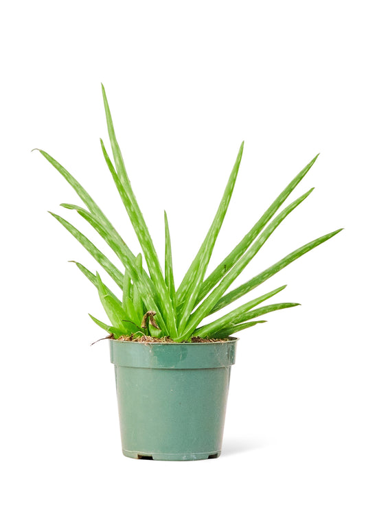 Aloe Vera, Small 4" Pot