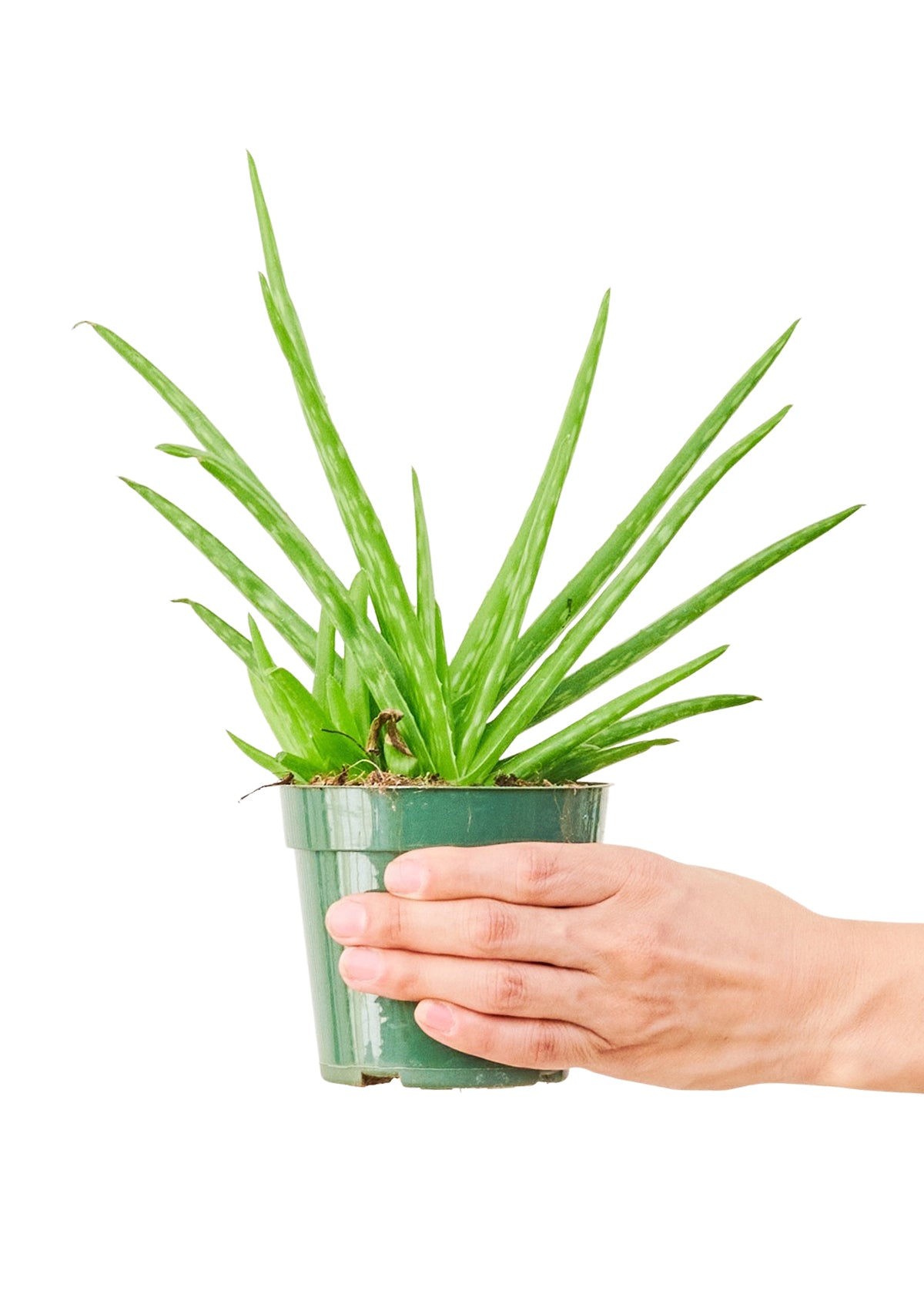 Aloe Vera, Small 4" Pot