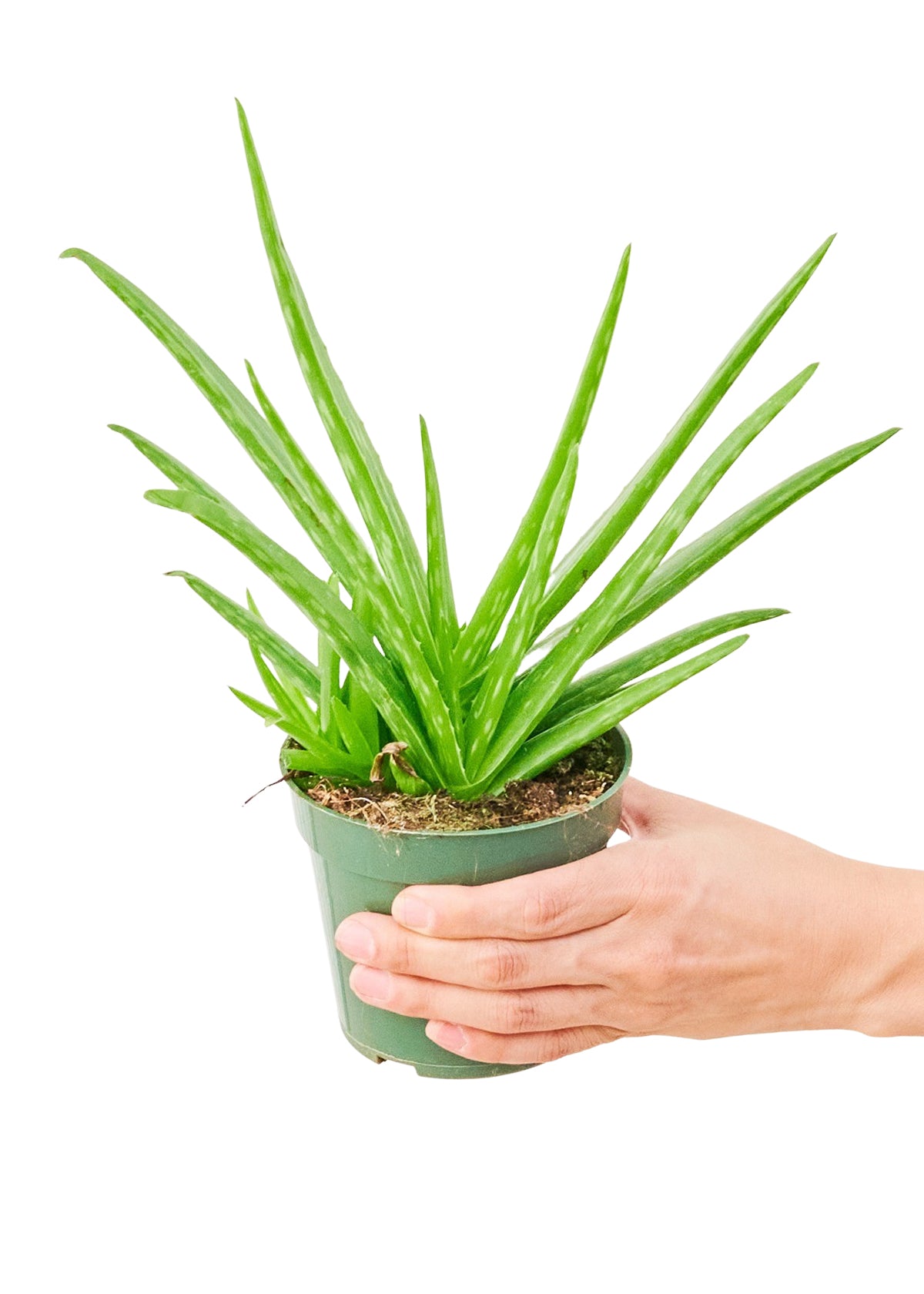 Aloe Vera, Small 4" Pot