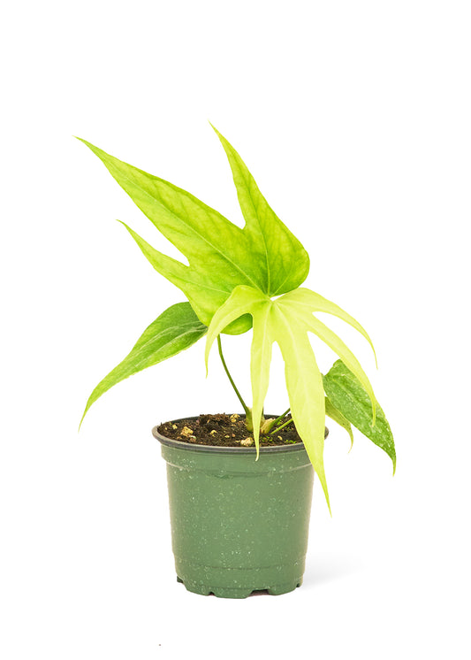 Anthurium 'Fingers', Small 4" Pot