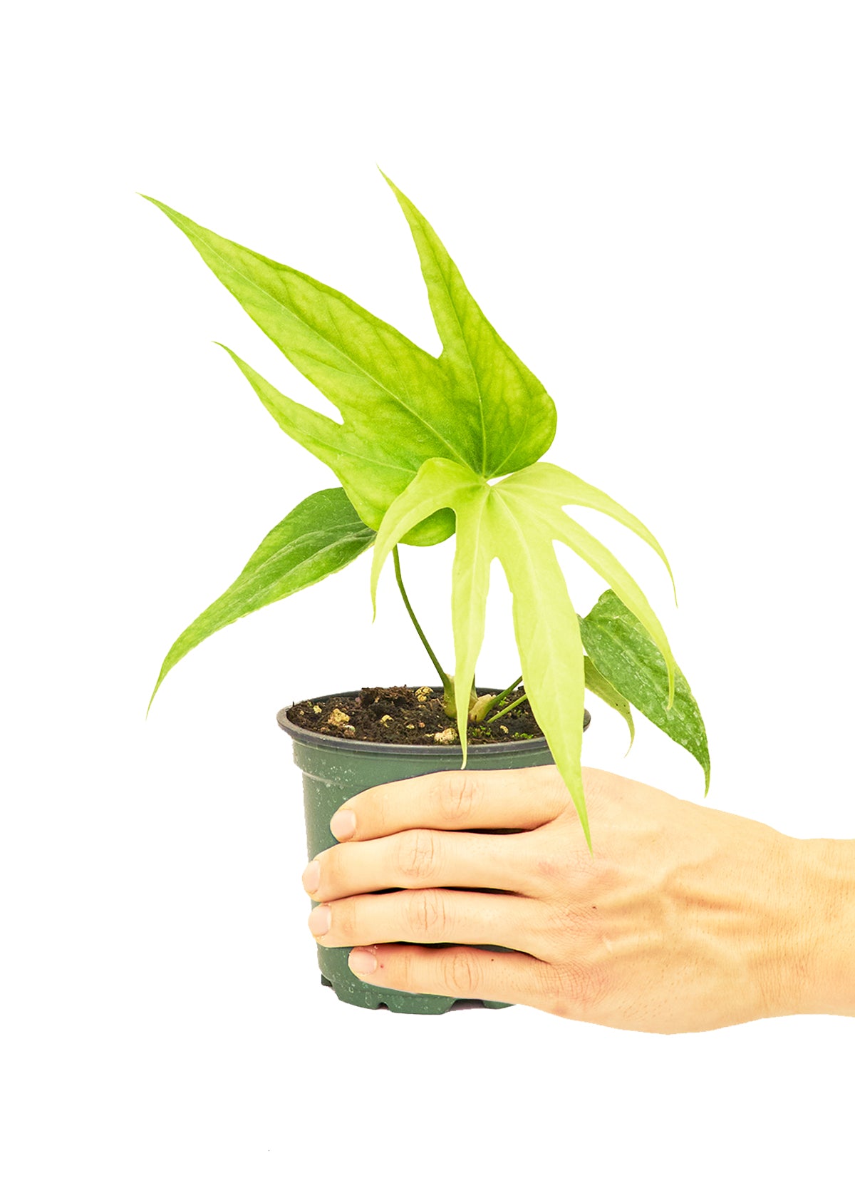 Anthurium 'Fingers', Small 4" Pot