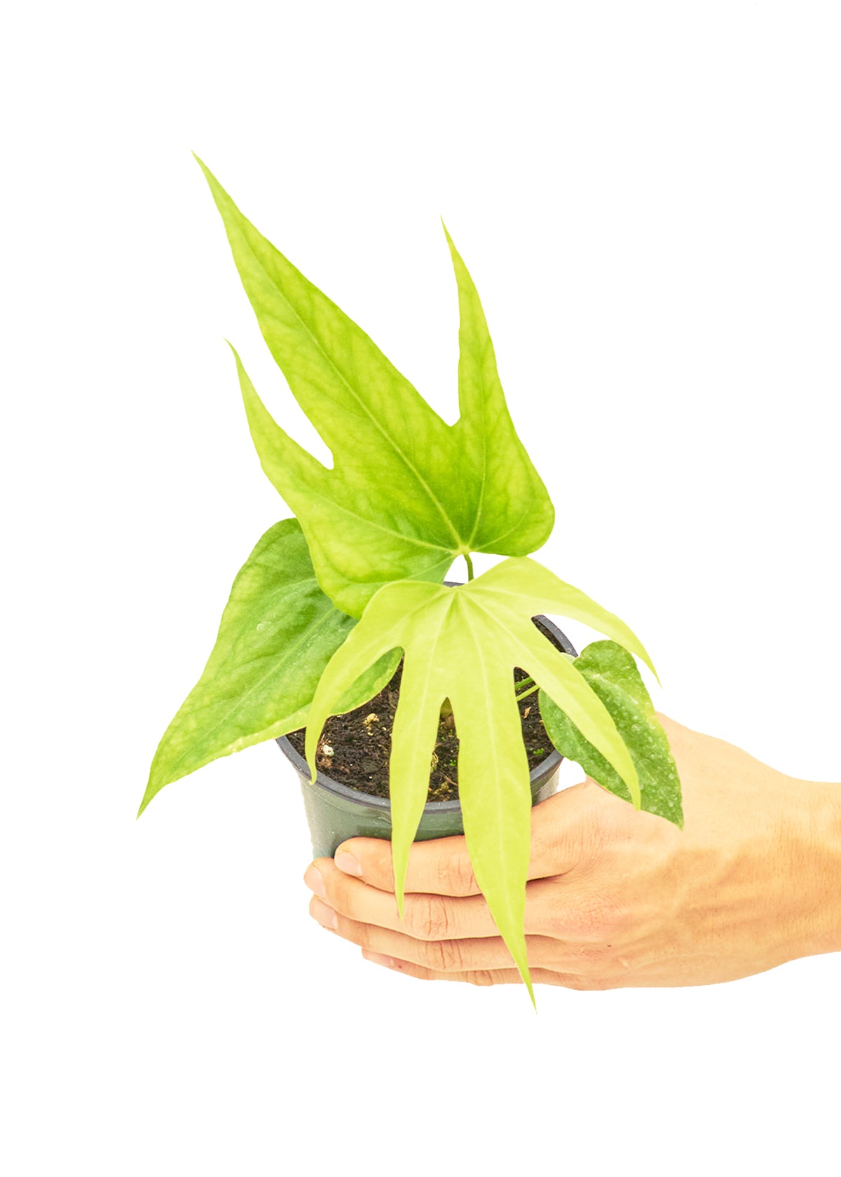 Anthurium 'Fingers', Small 4" Pot