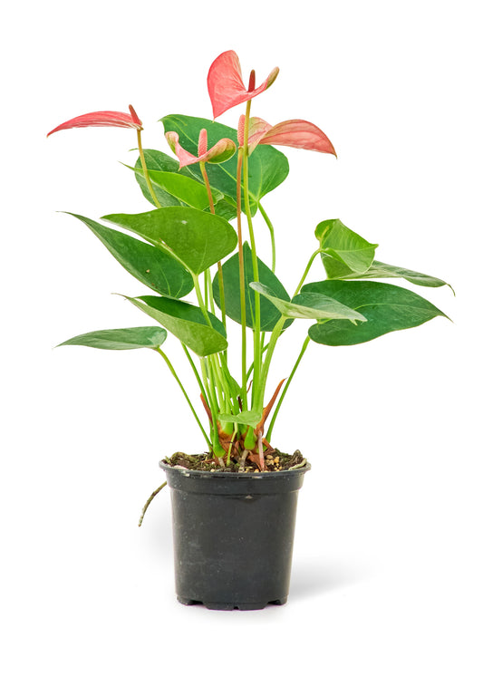 Anthurium 'Pink Flamingo', Small 4" Pot