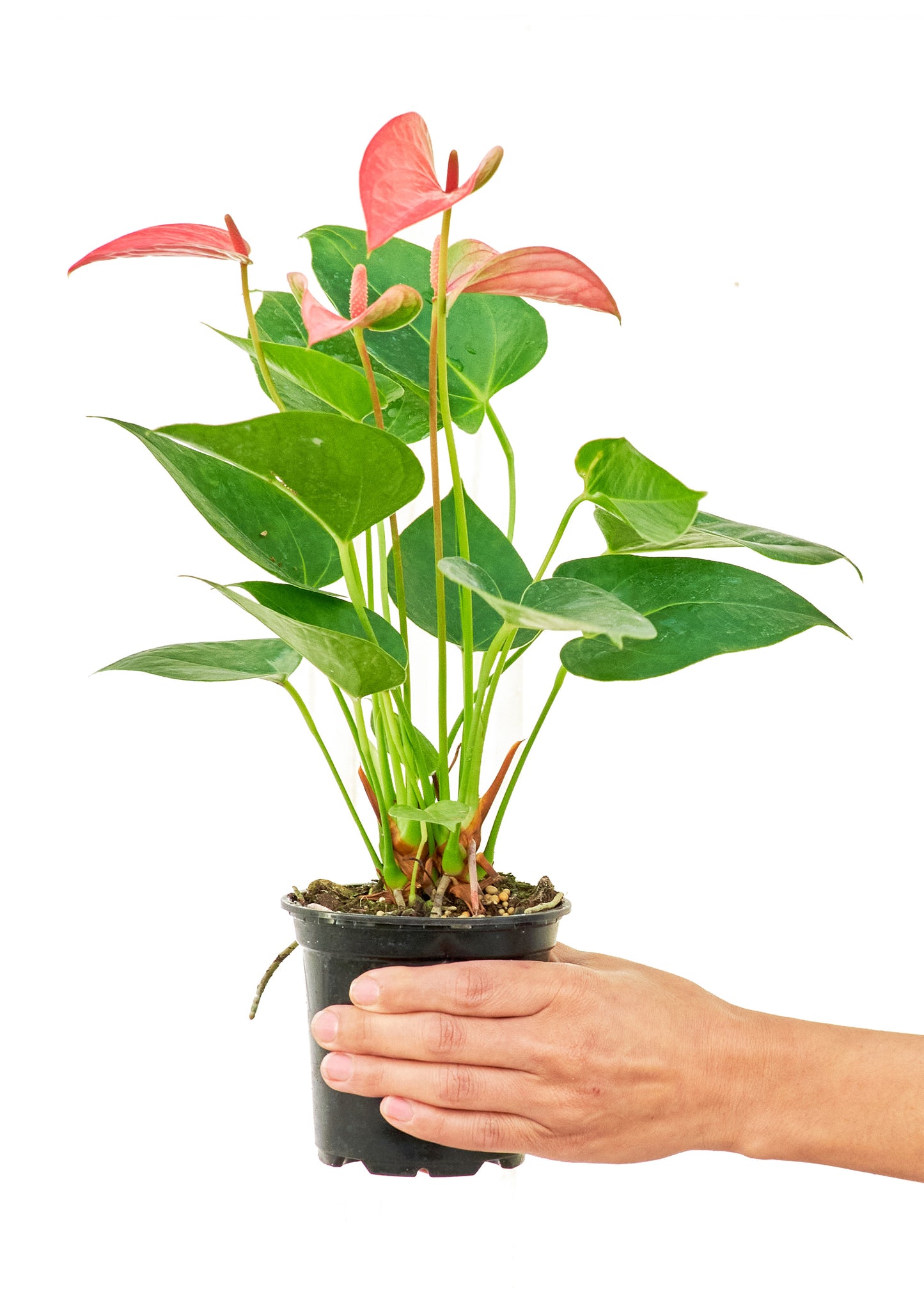 Anthurium 'Pink Flamingo', Small 4" Pot