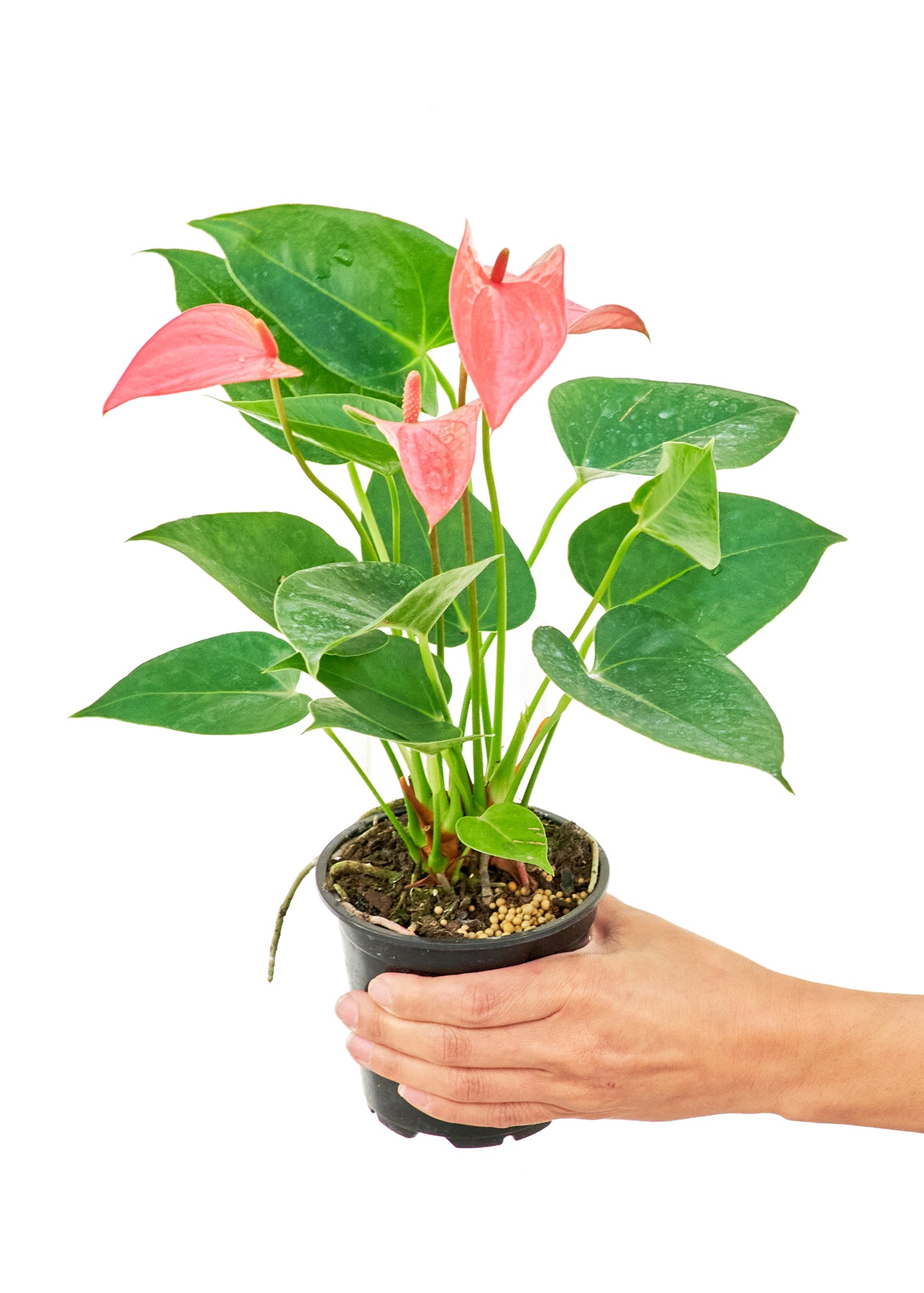 Anthurium 'Pink Flamingo', Small 4" Pot