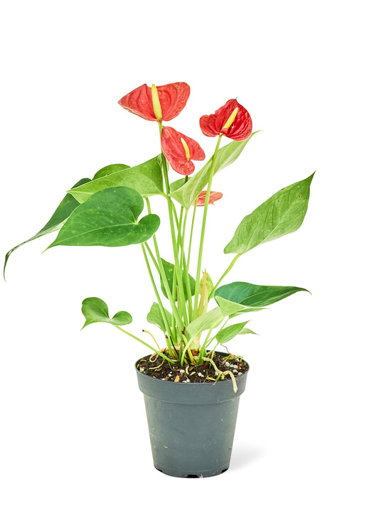 Anthurium 'Red Flamingo', Small 4" Pot