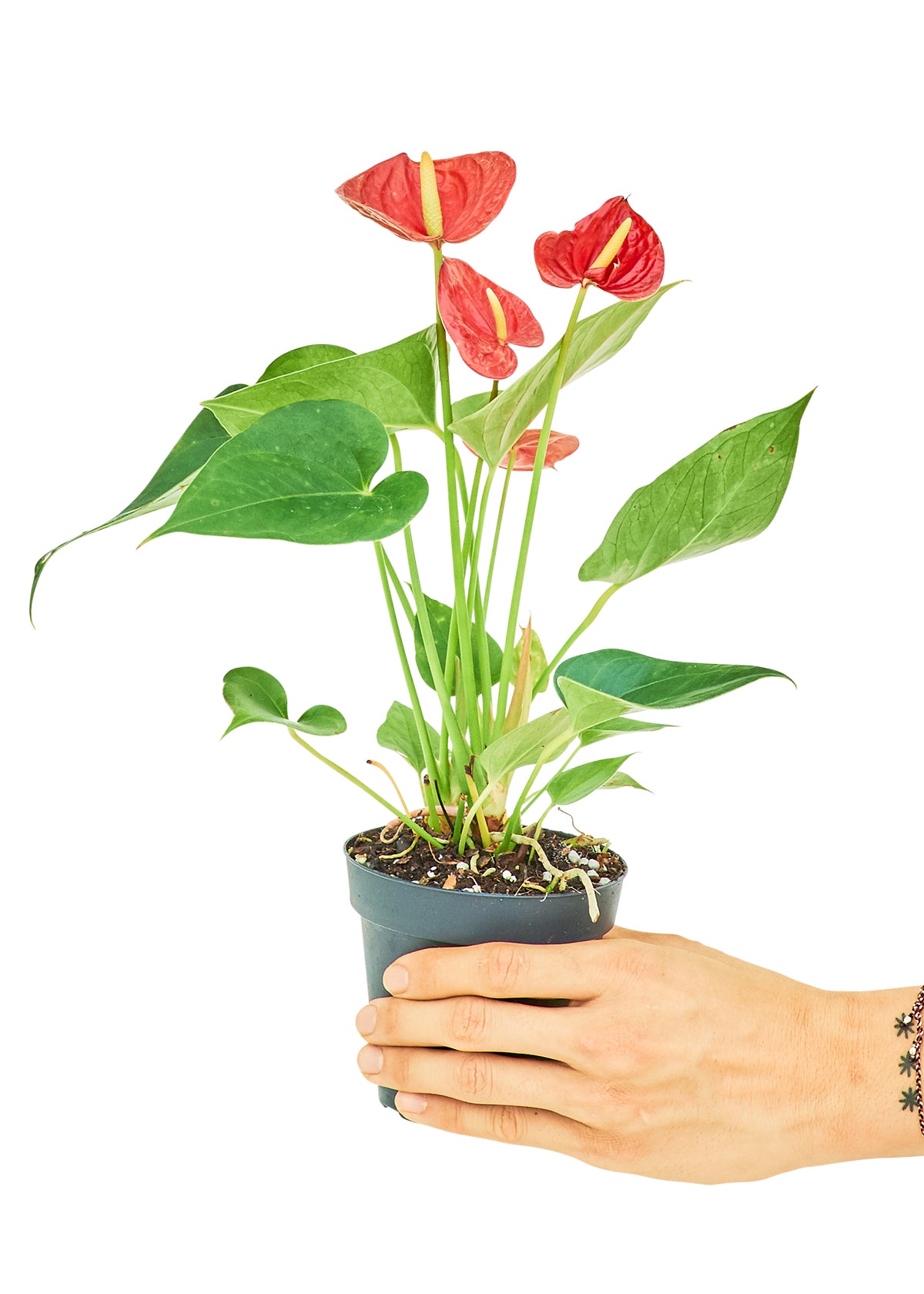 Anthurium 'Red Flamingo', Small 4" Pot