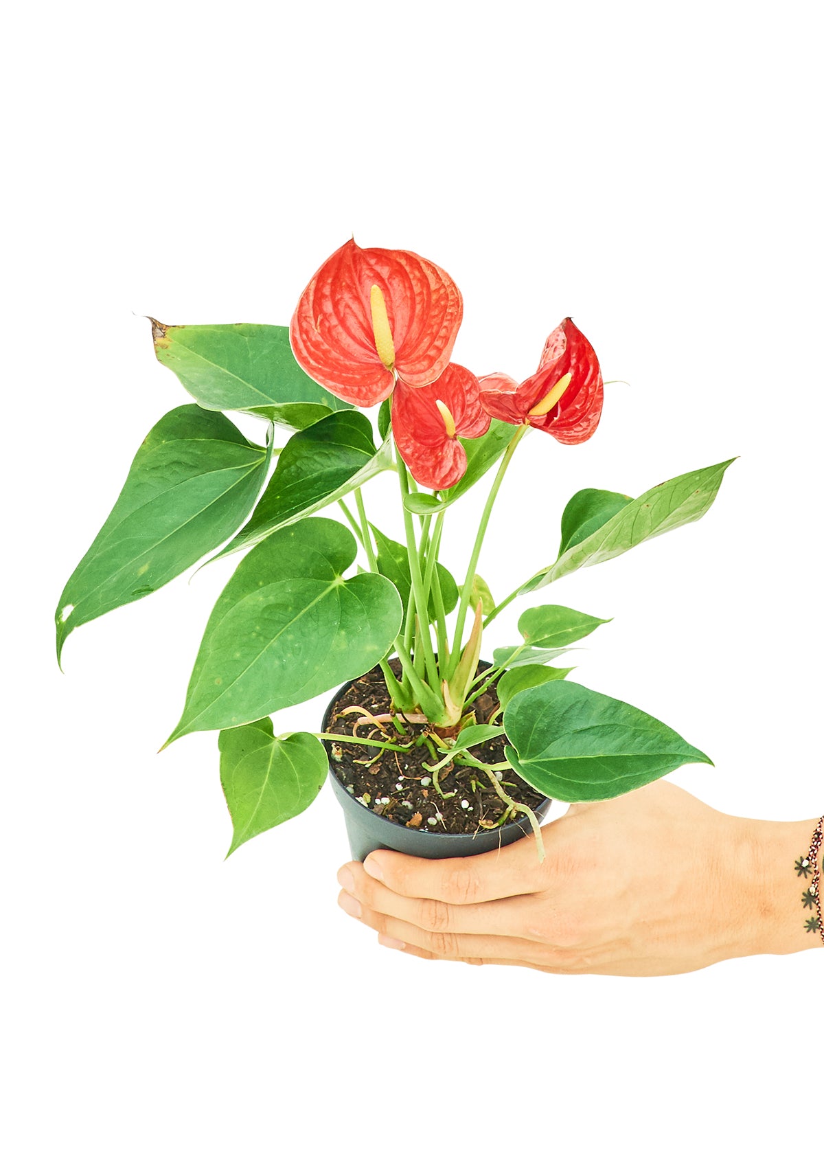 Anthurium 'Red Flamingo', Small 4" Pot