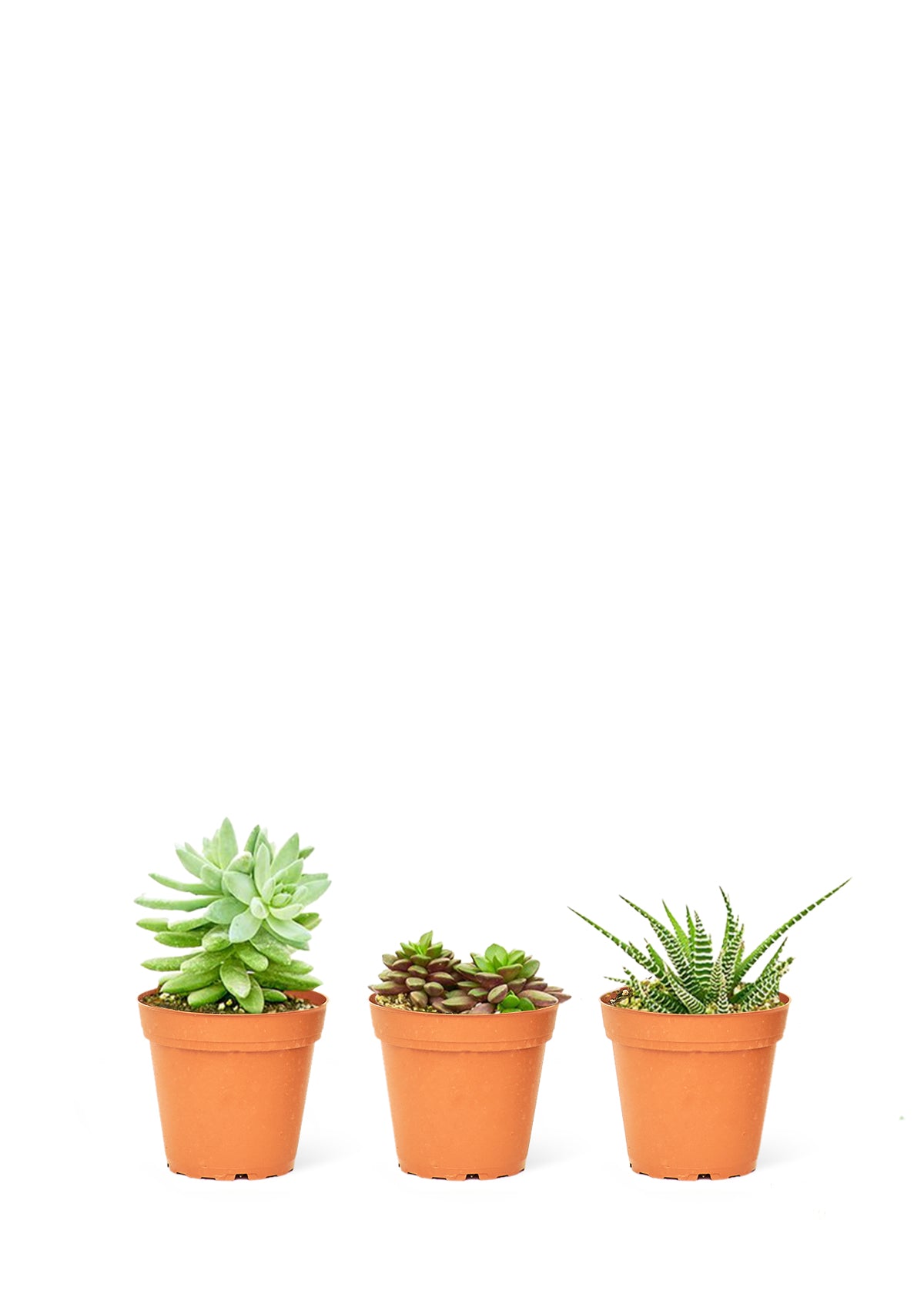 Baby Desert Plant Box, Extra Small