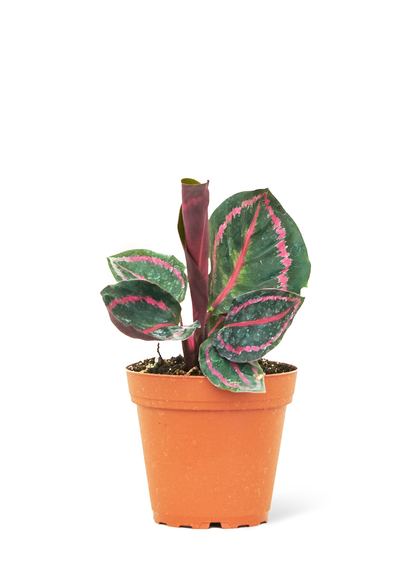 Calathea 'Dottie', Small 4" Pot