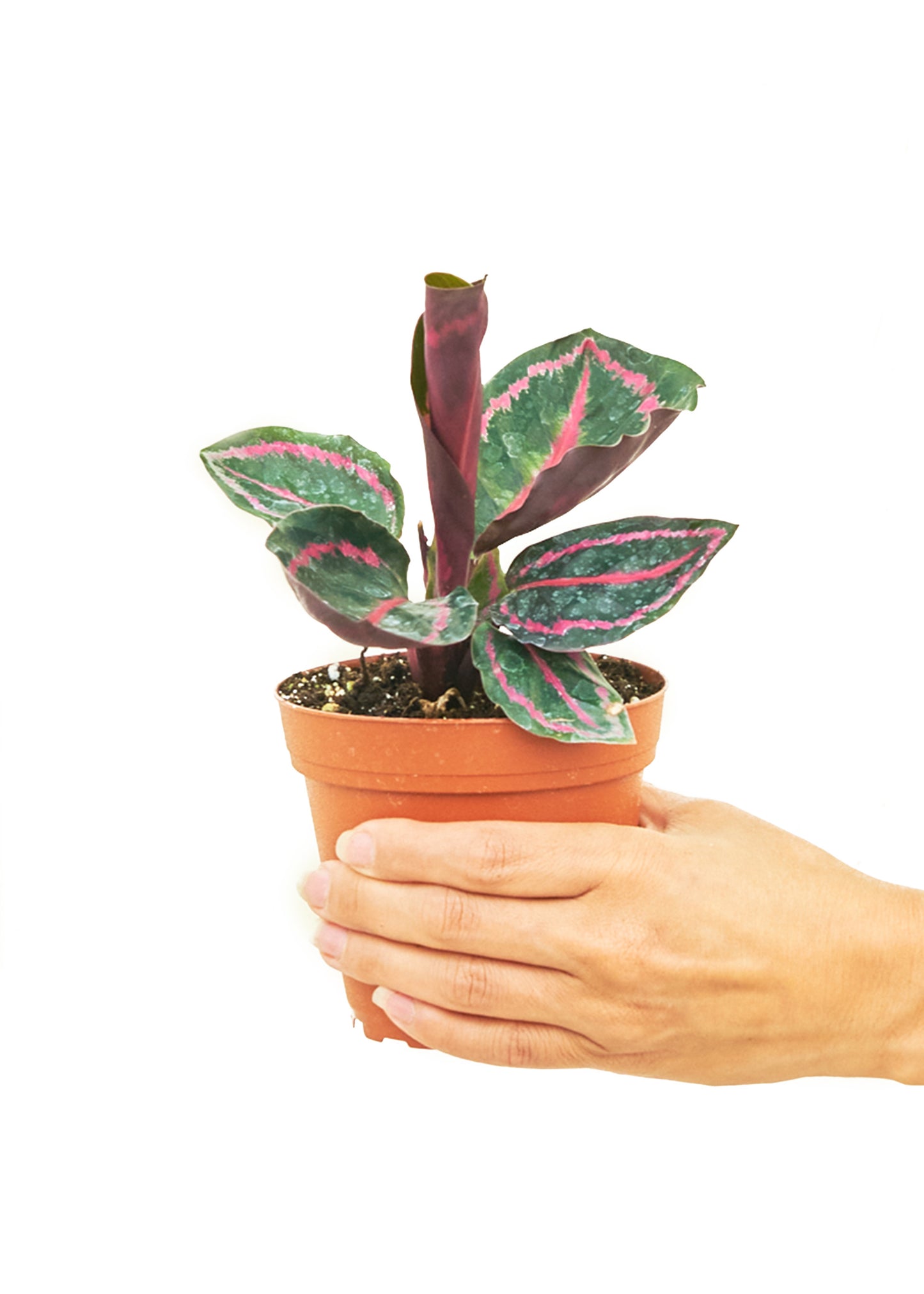 Calathea 'Dottie', Small 4" Pot