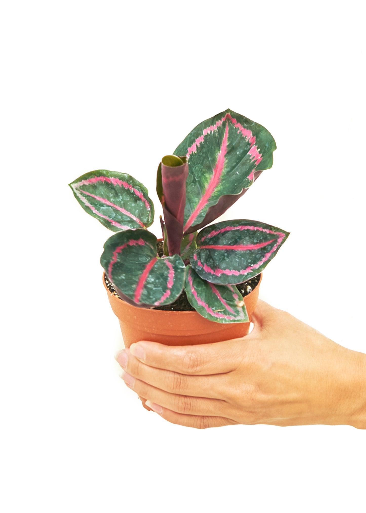 Calathea 'Dottie', Small 4" Pot