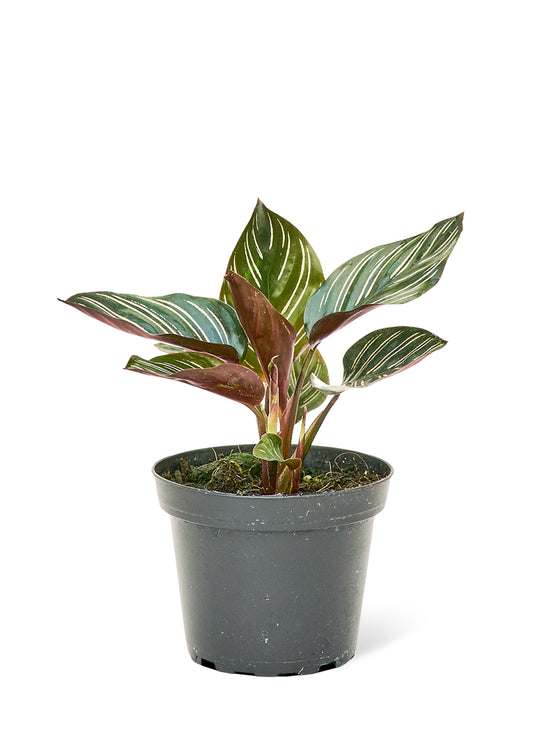 Calathea 'Pinstripe', Small 4" Pot