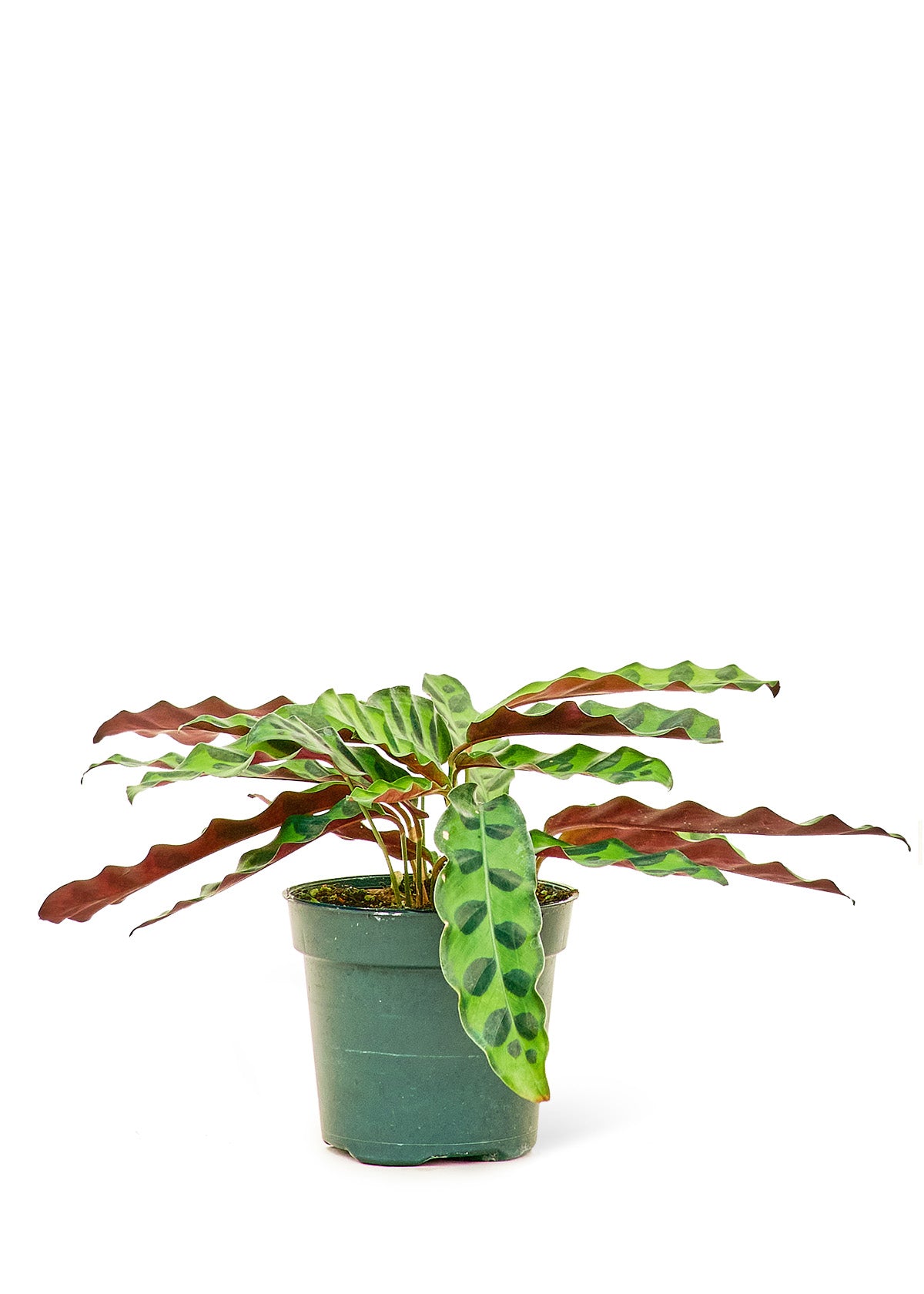 Calathea 'Rattlesnake', Small 4" Pot