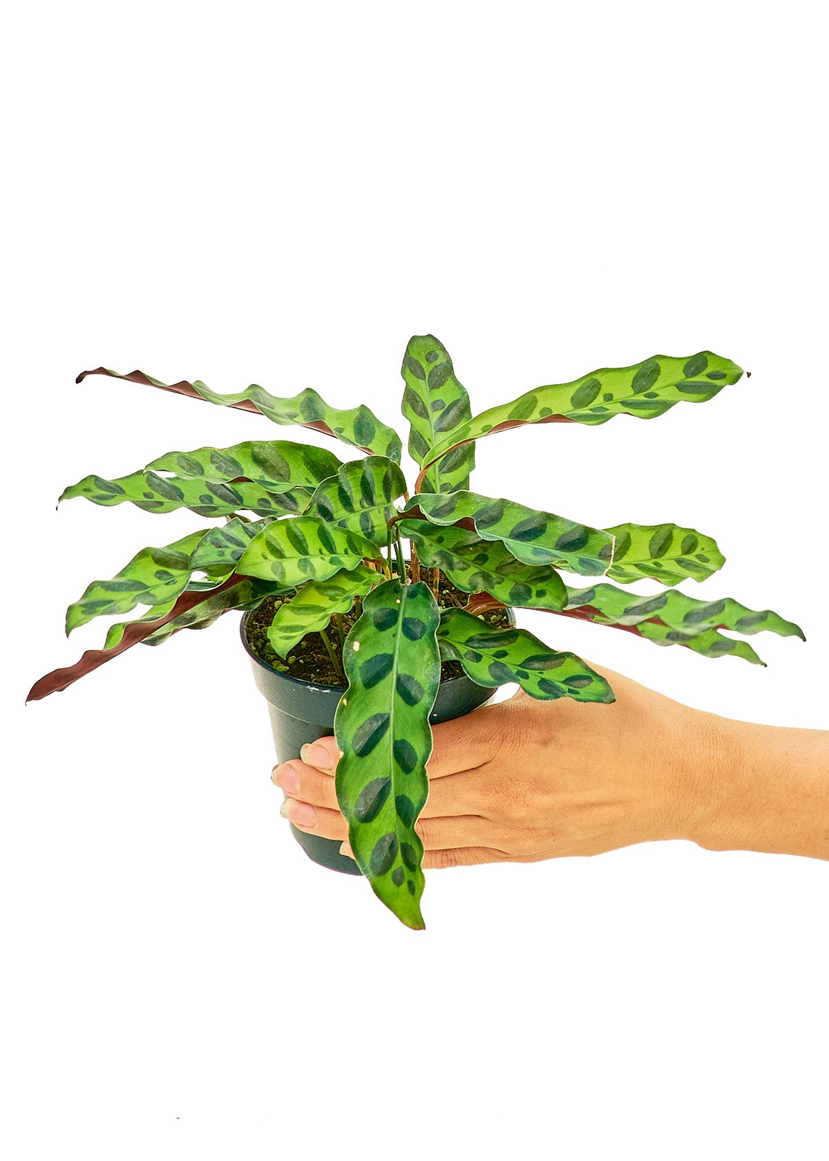 Calathea 'Rattlesnake', Small 4" Pot