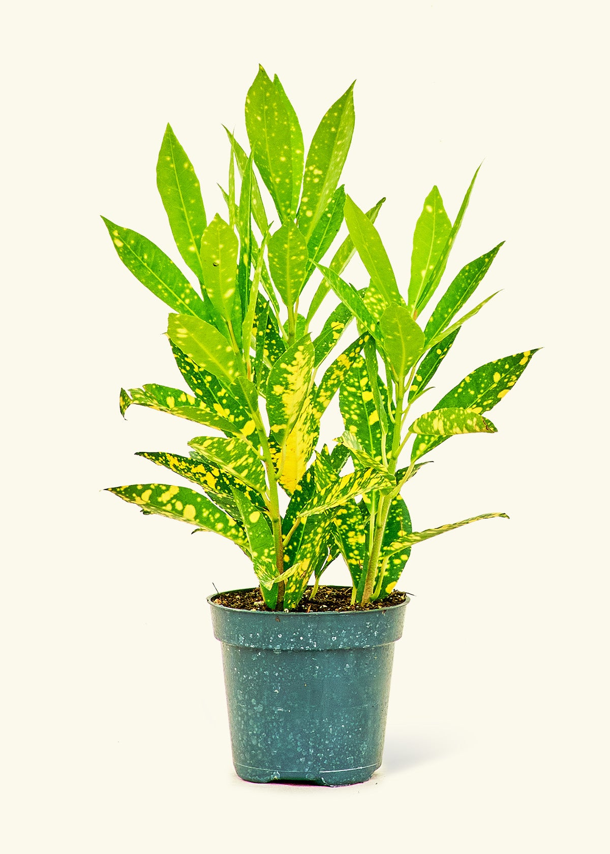 Croton 'Gold Dust', Small 4" Pot