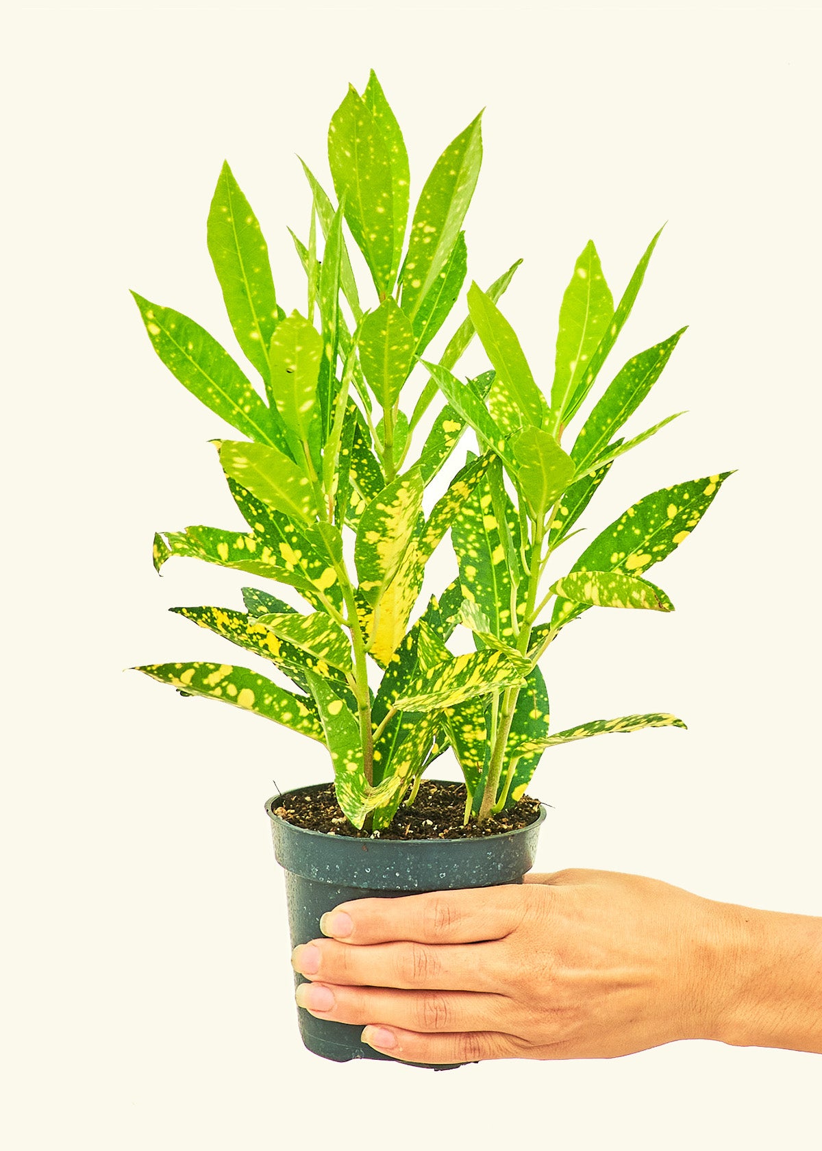 Croton 'Gold Dust', Small 4" Pot