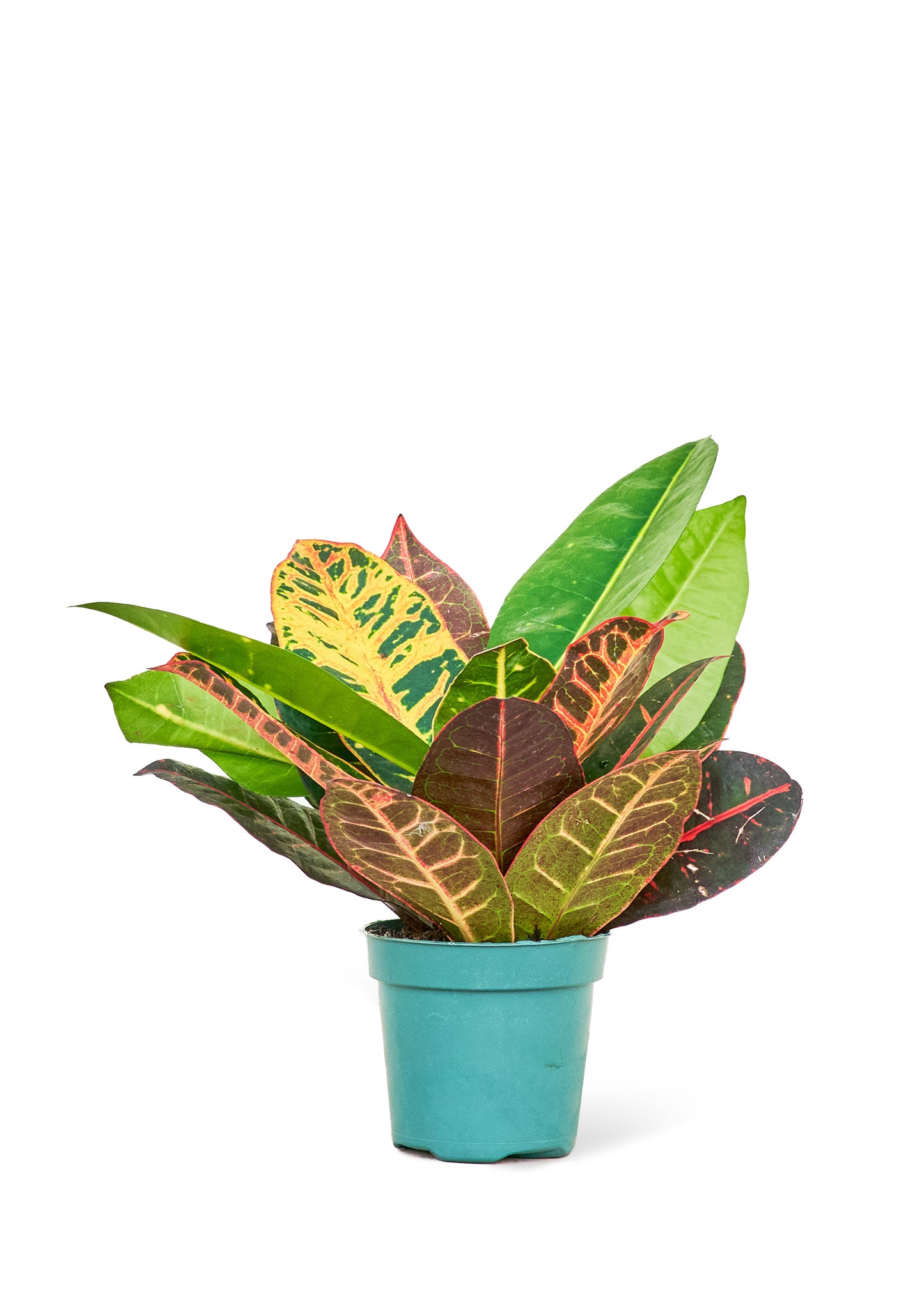 Croton 'Petra', Small 4" Pot