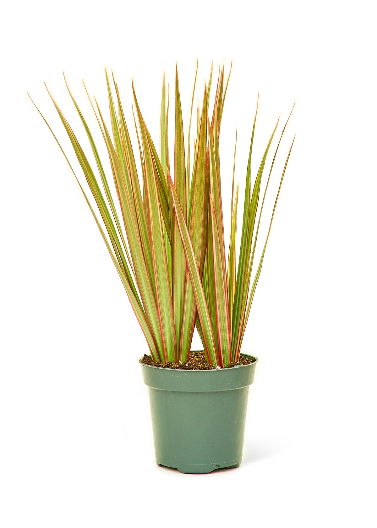 Bicolor Dragon Tree, Small 4" Pot