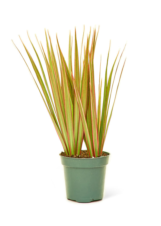 Bicolor Dragon Tree, Small 4" Pot