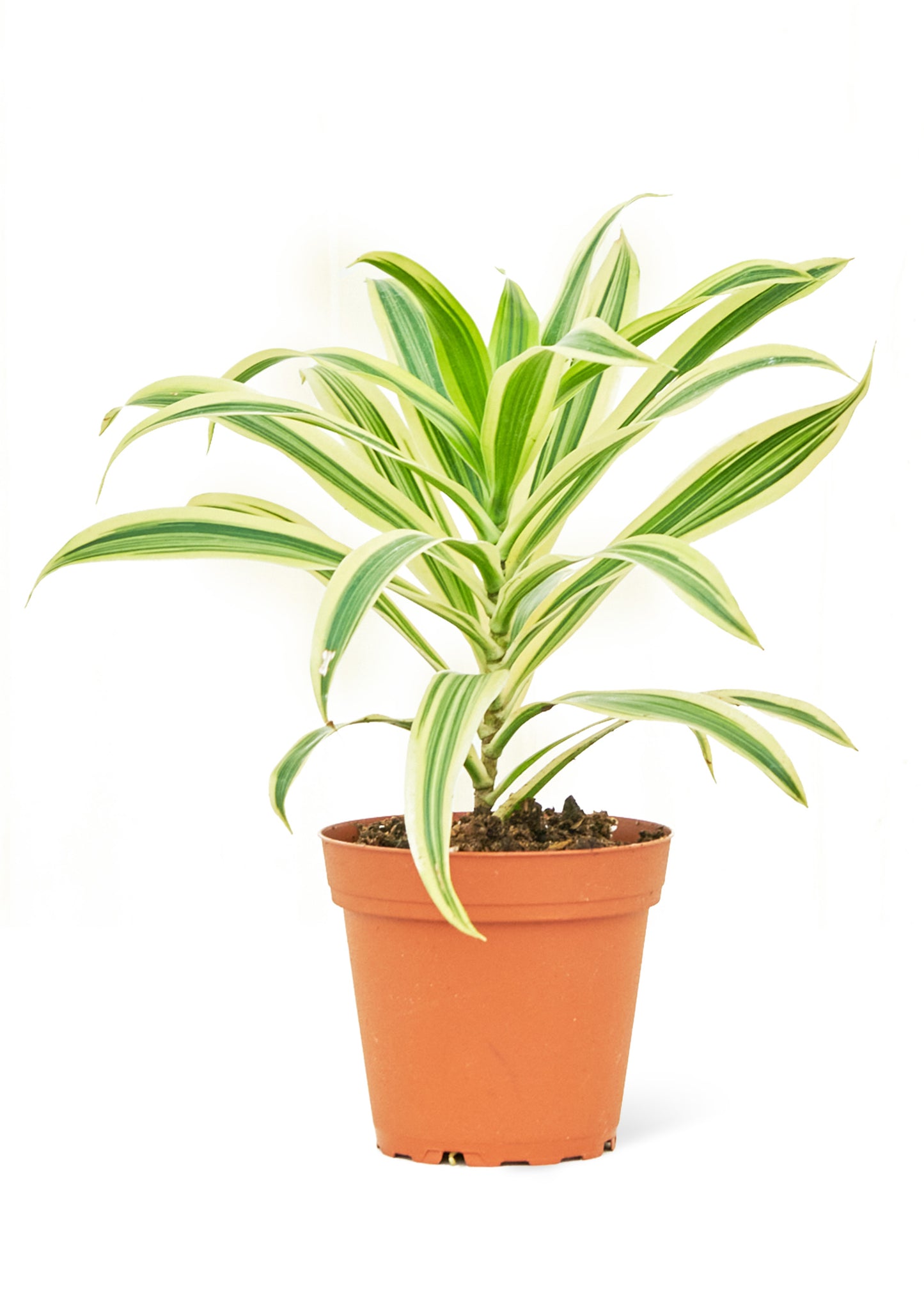 Dracaena 'Song of India', Small 4" Pot