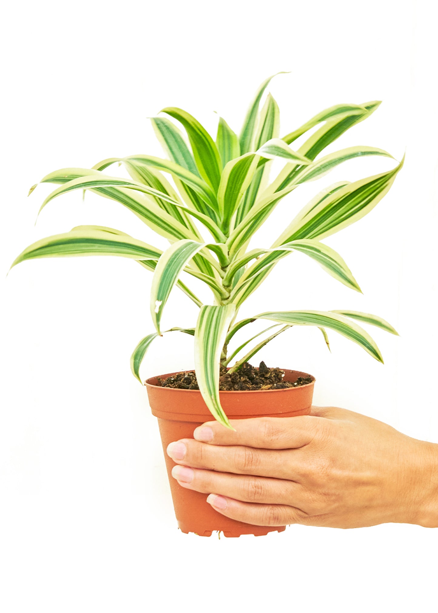 Dracaena 'Song of India', Small 4" Pot