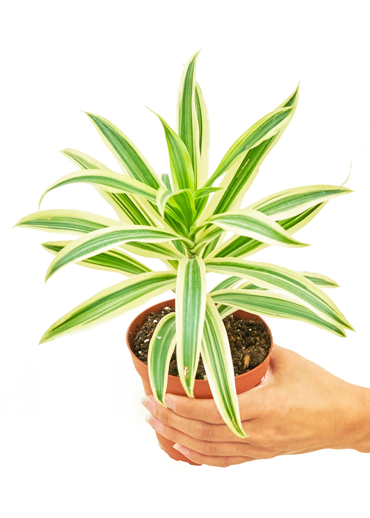 Dracaena 'Song of India', Small 4" Pot