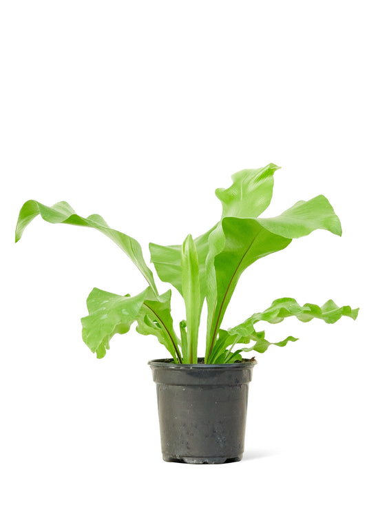 Bird's Nest Fern, Small 4" Pot