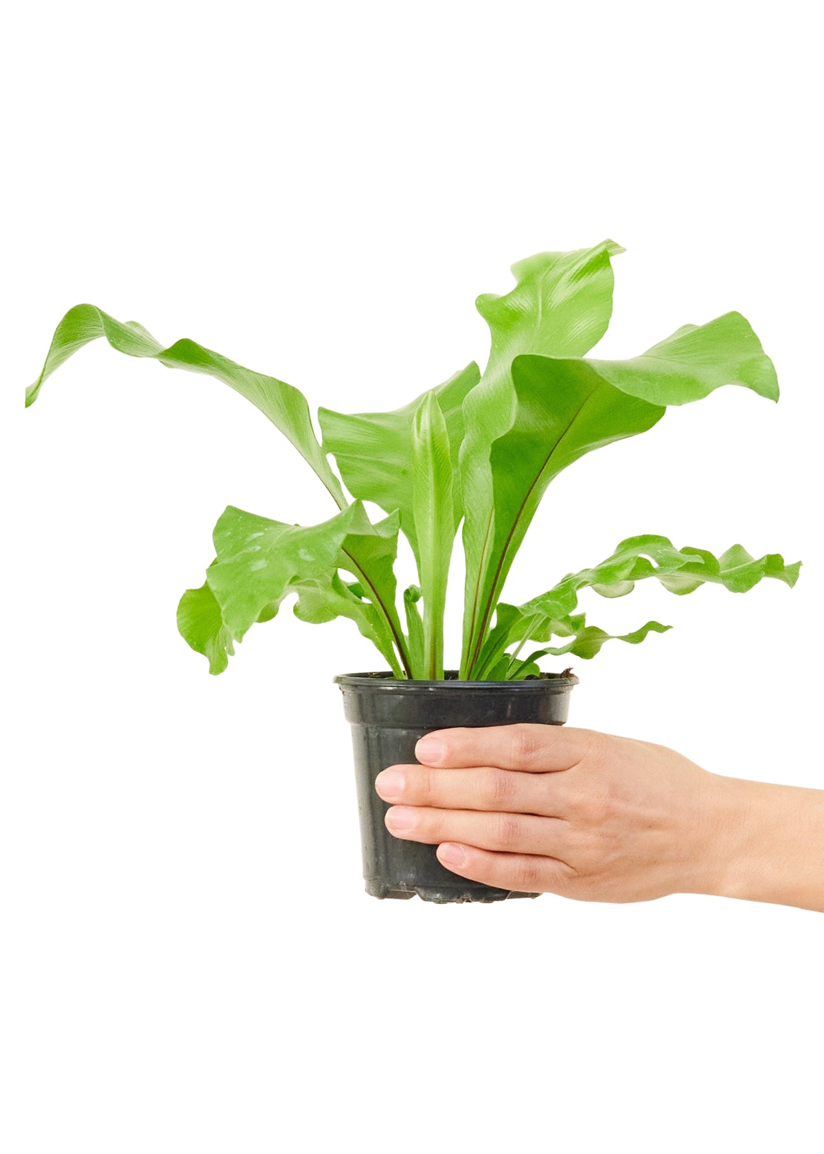 Bird's Nest Fern, Small 4" Pot