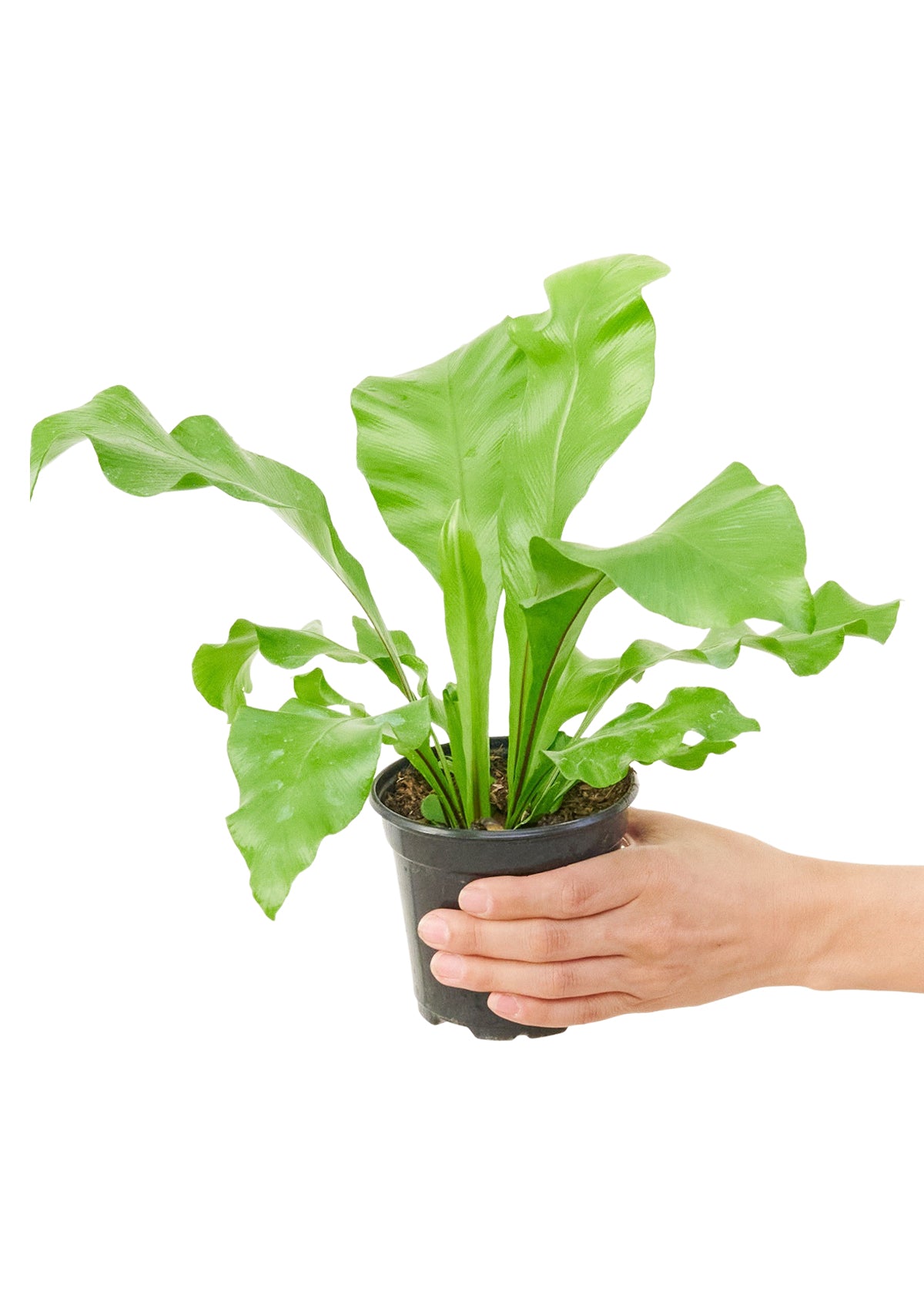 Bird's Nest Fern, Small 4" Pot